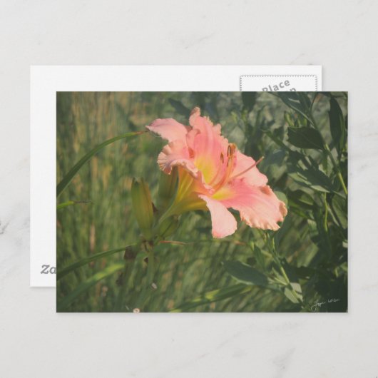 Carte Postale Jour dans le soleil (Devant / Derrière)