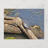 Jour de congé de la tortue