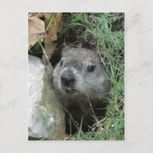 Carte Postale Jour de la marmotte