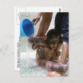 Carte Postale Jour du bain pour bébés animaux (Devant / Derrière)