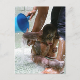 Carte Postale Jour du bain pour bébés animaux