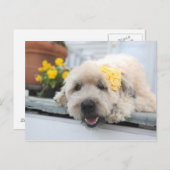 Carte Postale Jour ensoleillé Wheaton (Devant / Derrière)