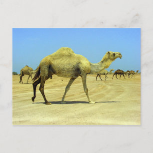 Carte Postale Jour heureux - chameaux dans le désert