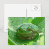 Carte Postale Jour heureux - grenouille verte près (Devant / Derrière)