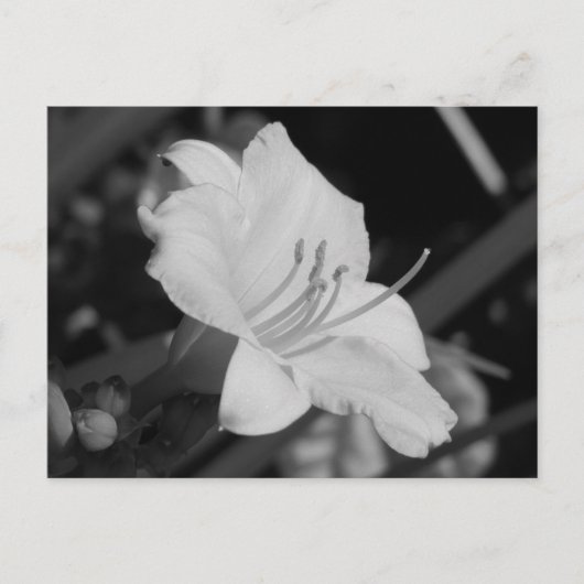Carte Postale Jour Jaune Lily (Devant)