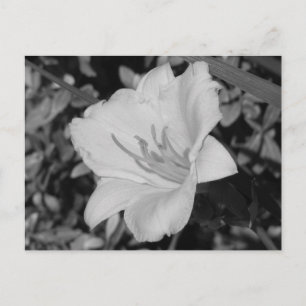 Carte Postale Jour Jaune Lily