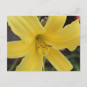 Carte Postale Jour Jaune Lily # 2