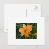 Carte Postale Jour Lily (Devant / Derrière)