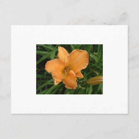 Carte Postale Jour Lily (Devant)
