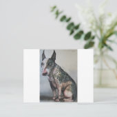 Carte Postale Jour mexicain de l'abattu taureau terrier (Debout devant)