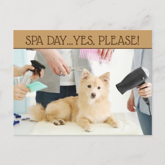 Carte postale Jour Spa Pet Grooming (Devant)