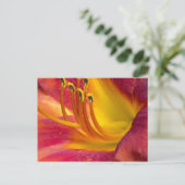 Carte postale journalière rouge gracieuse (Debout devant)