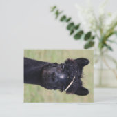 Carte Postale Journée du foin d'Alpaca ! (Debout devant)