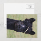 Carte Postale Journée du foin d'Alpaca ! (Devant / Derrière)