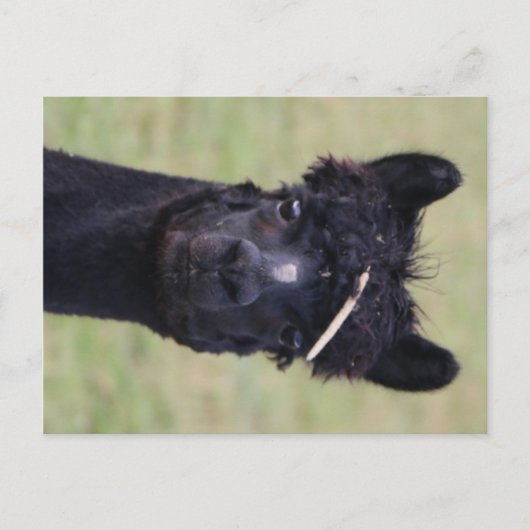 Carte Postale Journée du foin d'Alpaca ! (Devant)