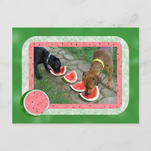 Carte Postale Jours de chiens d'été (Devant)