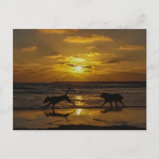 Carte Postale Jours de chiens d'été (Devant)