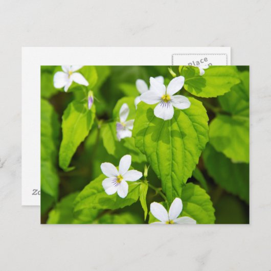 Carte Postale Joyce Kilmer-Slickrock Wilderness (Devant / Derrière)