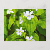 Carte Postale Joyce Kilmer-Slickrock Wilderness (Devant)