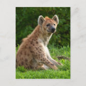 Carte Postale Joyeuse Hyena Au milieu de la verdure (Devant)
