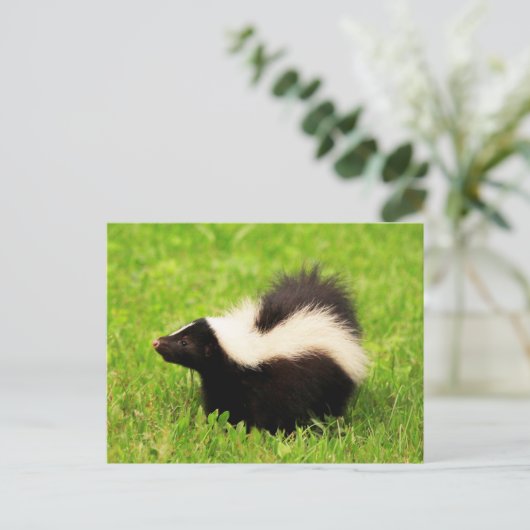 Carte Postale Joyeuse Skunk rayée (Debout devant)