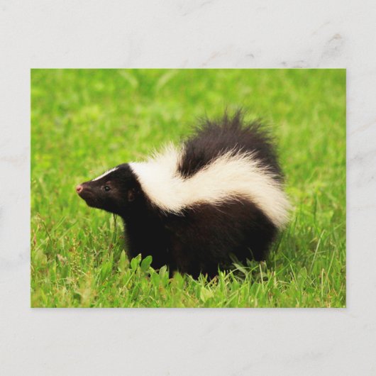 Carte Postale Joyeuse Skunk rayée (Devant)