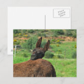 Carte postale : Joyeux âne. Algarve Portugal (Devant / Derrière)