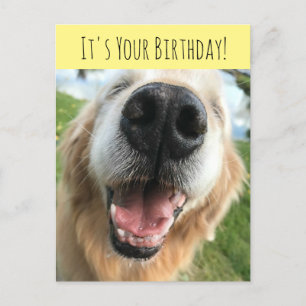 Carte Postale Joyeux Anniversaire au chien Golden Retriever