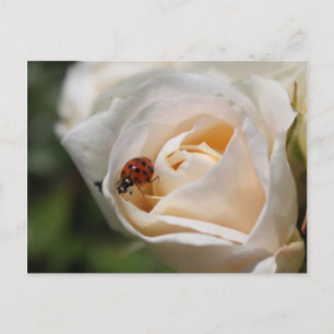 Carte Postale Joyeux anniversaire. Belle rose blanche