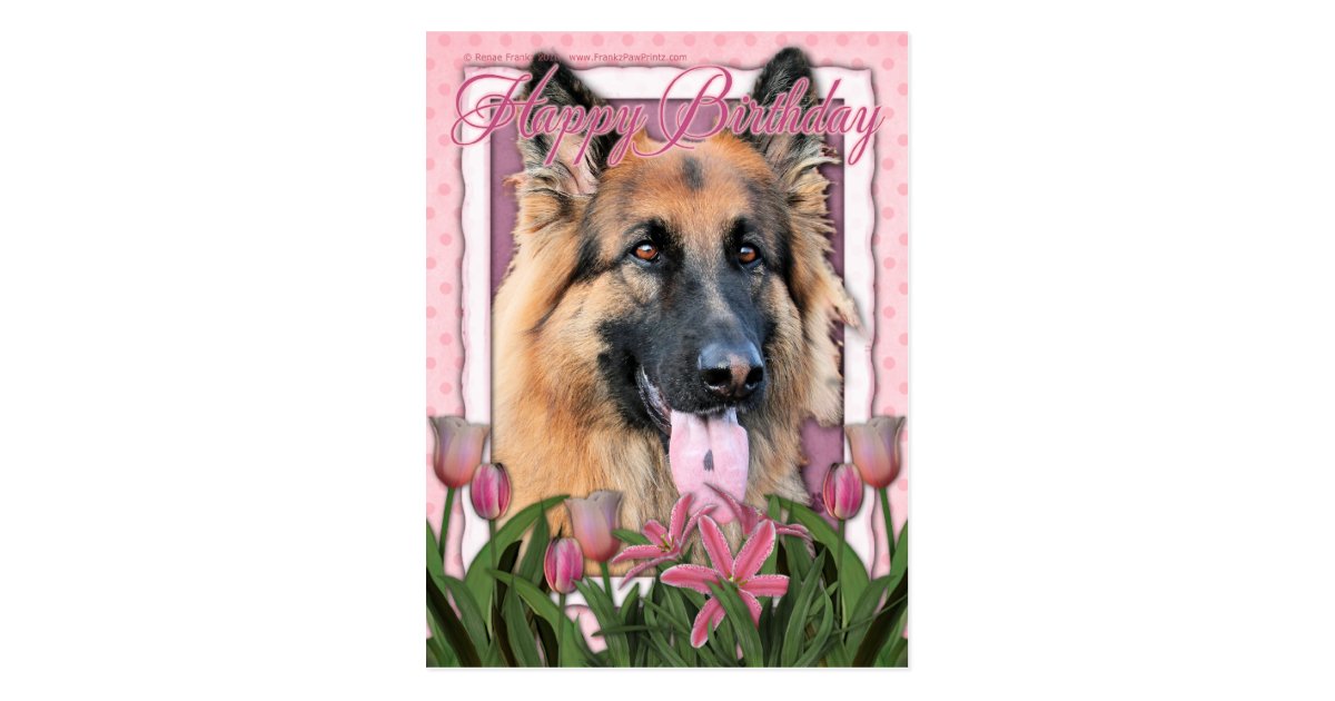 Carte Postale Joyeux Anniversaire Berger Allemand Aux Zazzle Be