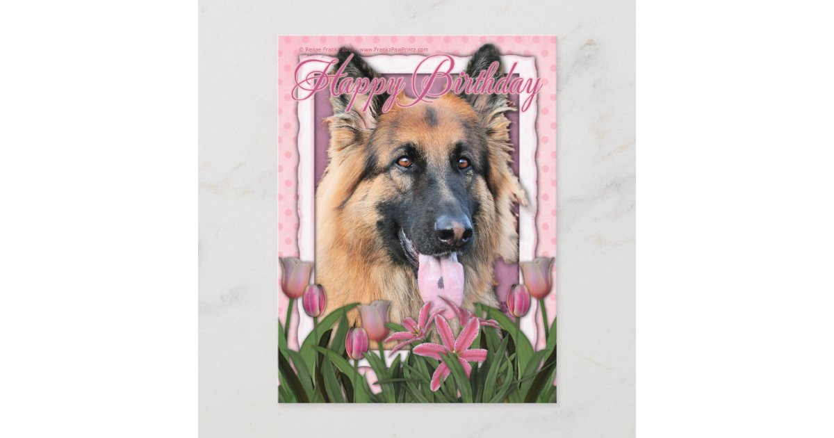 Carte Postale Joyeux Anniversaire Berger Allemand Long Haire Zazzle Be Carte Postale Joyeux Anniversaire Berger Allemand Long Haire Zazzle Be