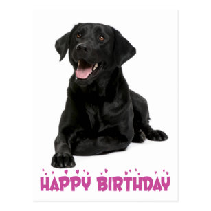 Cartes De Voeux Papeterie Greeting Carte D Anniversaire Chocolat Fille Chocolat Labrador Chien Fetes Occasions Speciales