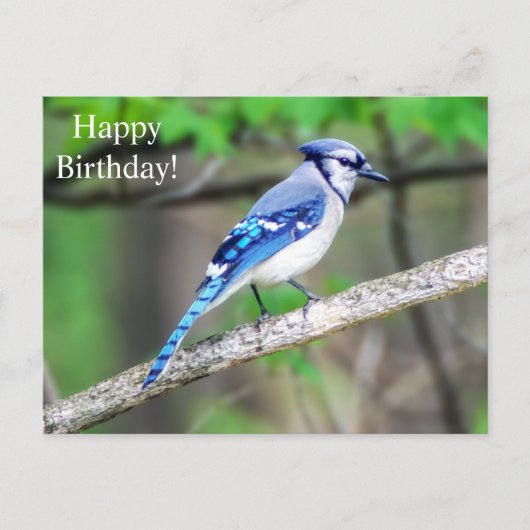 Carte postale Joyeux anniversaire Blue Jay (Devant)
