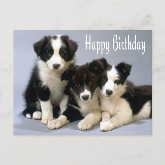 Carte Postale Joyeux Anniversaire Border Collie Puppy Dog Post C Zazzle Be