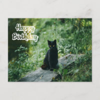 Joyeux Anniversaire Chat Noir Dehors 