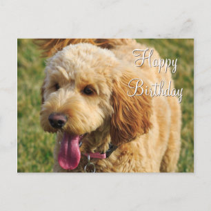 Carte Postale Joyeux Anniversaire Chien Goldendoodle