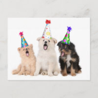 Joyeux anniversaire chiots