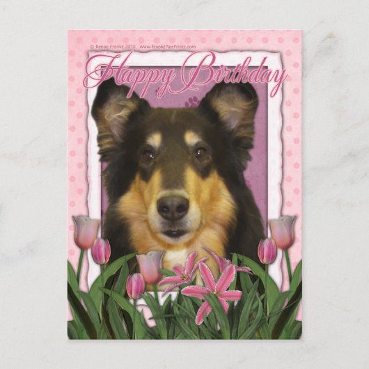 Carte Postale Joyeux anniversaire - Collie - Caroline (Devant)