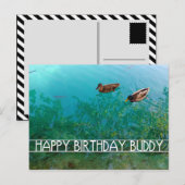 Carte Postale joyeux anniversaire copain (deux canards) (Devant / Derrière)