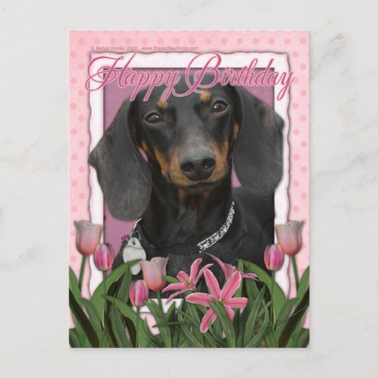 Carte Postale Joyeux anniversaire - Dachshund - Winston (Devant)