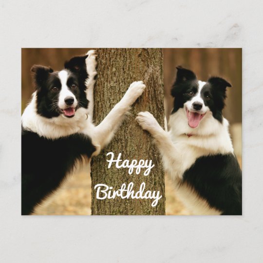 Carte Postale Joyeux Anniversaire Frontiere Collie Chien Chien C Zazzle Be