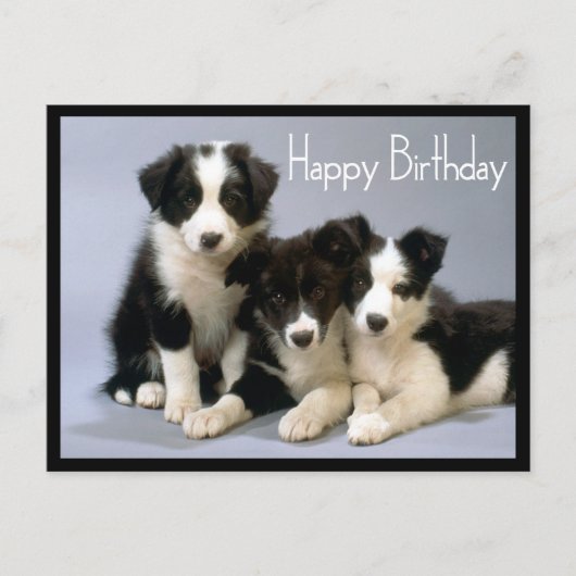 Carte Postale Joyeux Anniversaire Frontière Collie Chien Chien C (Devant)