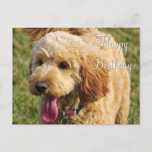 Carte Postale Joyeux Anniversaire Goldendoodle Chien (Devant)