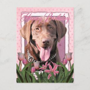 Carte Postale Joyeux anniversaire - Labrador - Chocolat