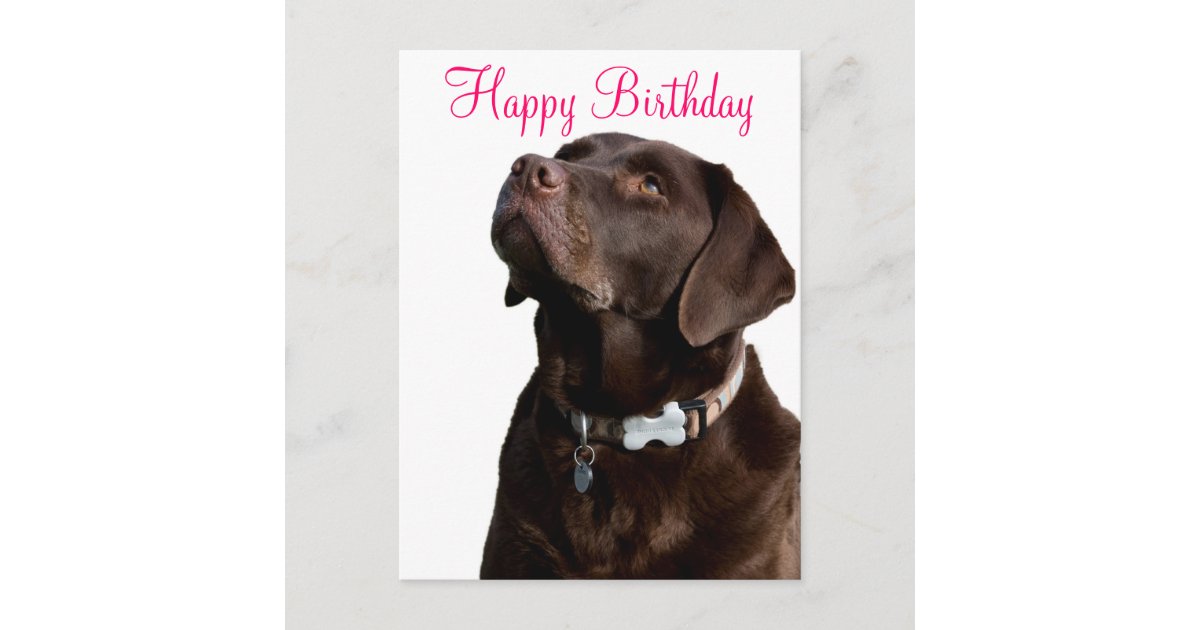 Carte Postale Joyeux Anniversaire Labrador Retriever Dog Post Ca Zazzle Be