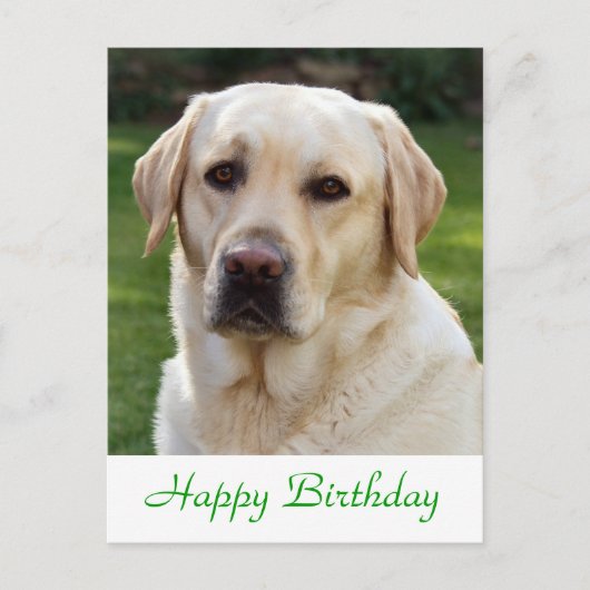 Carte Postale Joyeux anniversaire Labrador Retriever Dog Post Ca (Devant)