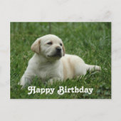 Carte Postale Joyeux anniversaire Labrador Retriever Puppy Post  (Devant)