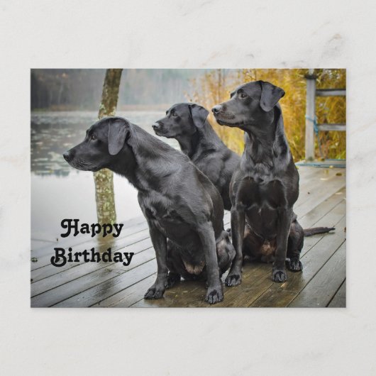Carte Postale Joyeux anniversaire photo de labrador noir mignon  (Devant)