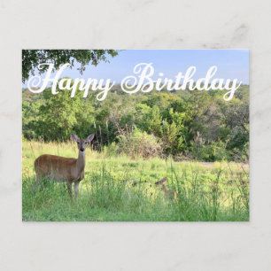 Carte Postale Joyeux Anniversaire Photographie Cerf Belle Nature