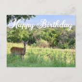 Carte Postale Joyeux Anniversaire Photographie de Cerf Belle Nat (Devant)